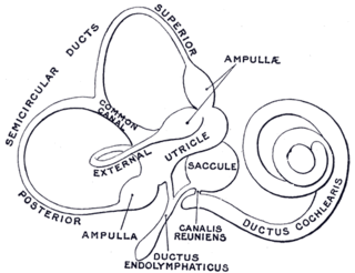 Membranous labyrinth System of tubes and chambers in the inner ear of humans