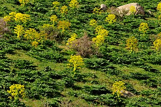 <i>Rheum maximowiczii</i> Species of flowering plant