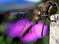 Animalphoto: Odonata (odonata)