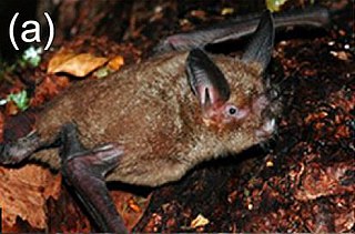 <span class="mw-page-title-main">New Zealand lesser short-tailed bat</span> Species of bat