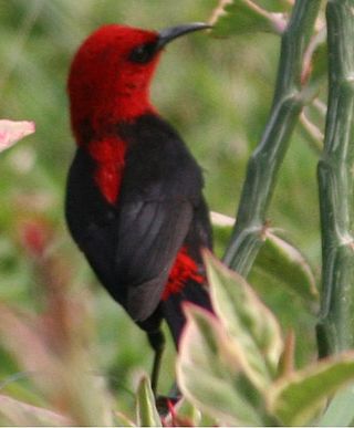 <span class="mw-page-title-main">Cardinal myzomela</span> Species of bird