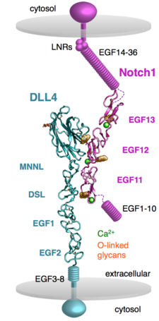 Crystal structure of the Notch1-DLL4 complex depicted as the interaction is predicted to occur between two cells (PDB ID: 4XLW) N1 dll4 cells.png