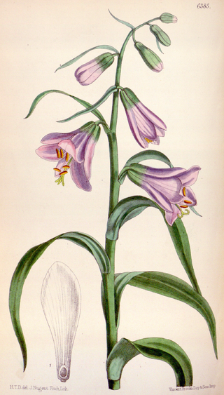 <i>Notholirion</i> Genus of plants