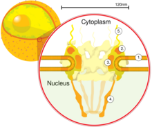 Schéma du pore nucléaire