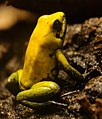 Phyllobates bicolor