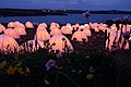 Peace Camp at Llanbadrig Point, part of the London 2012 Cultural Olympiad.