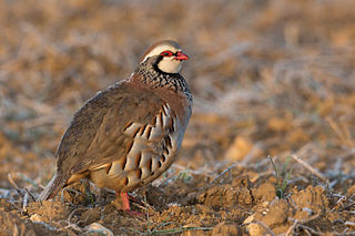 <span class="mw-page-title-main">Red-legged partridge</span> Species of bird