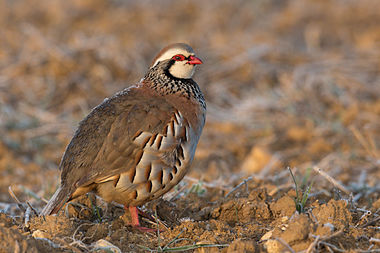 Red-legged partridge