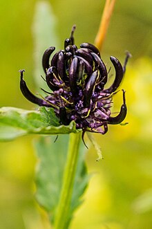 Phyteuma vagneri in Rodnei Mountains Phyteuma vagneri Rodnei.jpg