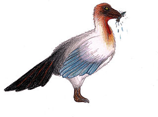 <i>Piscivoravis</i> Extinct genus of birds