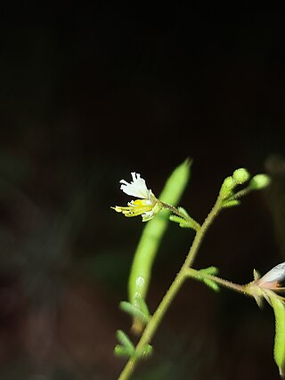 <i>Polanisia jamesii</i> Species of flowering plant