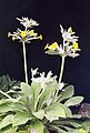 Primula verticilata