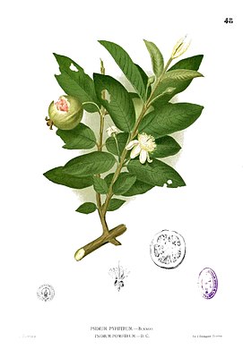 Echt Guaaw (Psidium guajava), tiaknang