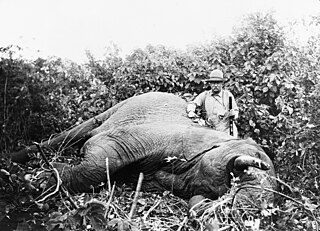 <span class="mw-page-title-main">Trophy hunting</span> Hunting of wild animals for trophies