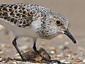 Bécasseau sanderling