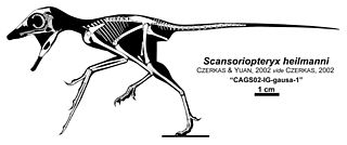 <i>Scansoriopteryx</i> Extinct genus of dinosaurs