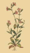 Silene pendula.png