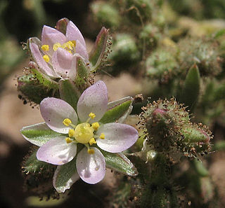 <i>Spergularia bocconei</i> Species of flowering plant in the pink family Caryophyllaceae