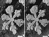 67 Commons:Picture of the Year/2011/R1/Stereo snow crystals.jpg