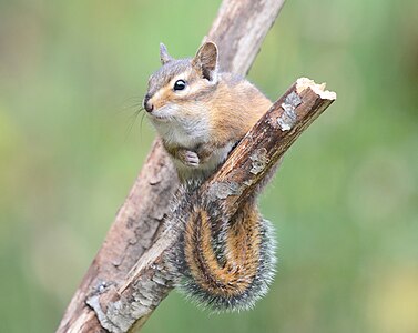 Townsend's Chipmunk on a branch