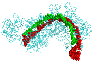 <span class="mw-page-title-main">CRISPR</span> Family of DNA sequence found in prokaryotic organisms