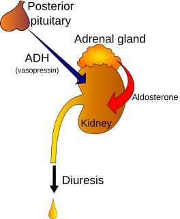 Polyuria excessive or abnormally large production or passage of urine