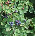 Saskatoon berry