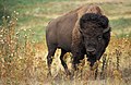 American Bison (national mammal) [15][16][17]