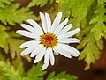 Argyranthemum haematomma