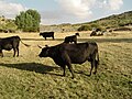 Avileña-Negra-Ibérica