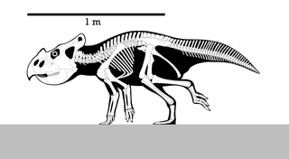 <i>Bagaceratops</i> Protoceratopsid dinosaur genus from the Late Cretaceous