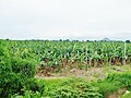 帕达达的香蕉种植园