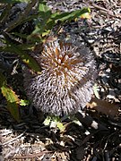 Banksia baueri