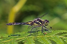 Black darter (Sympetrum danae) male