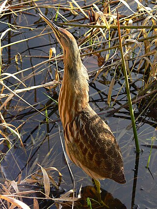 <span class="mw-page-title-main">American bittern</span> Species of bird