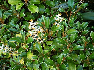 <i>Brachyglottis</i> Genus of flowering plants