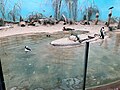 Thumbnail for File:Bronx Zoo Little Blue Penguin Habitat.jpg