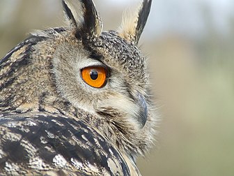 L'œil du grand-duc d'Europe (Bubo bubo), lui permet de voir la nuit ; mais comme celui des chouettes et d'autres animaux nocturnes, il est très sensible à l'éblouissement par les phares de voitures ou l'éclairage nocturne, exposant l'oiseau à des collisions avec des véhicules. (définition réelle 2 592 × 1 944)