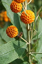 Miniatura para Buddleja globosa