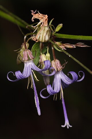 <i>Smithiastrum prenanthoides</i> Species of flowering plant