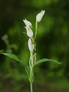 Cephalanthera damasonium