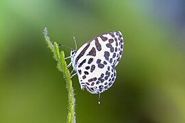 Common Pierrot