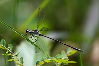 <span class="mw-page-title-main">Calopterygoidea</span> Superfamily of damselflies