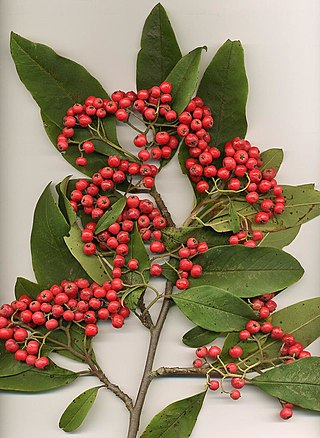 <i>Cotoneaster</i> Genus of flowering plants