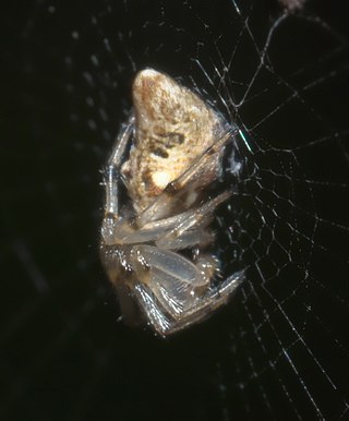 <i>Cyclosa turbinata</i> Species of spider