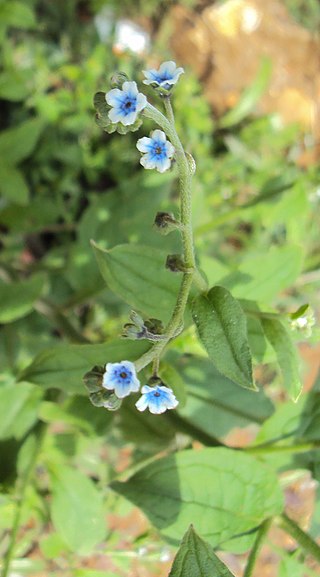 <i>Cynoglossum zeylanicum</i> Species of flowering plant