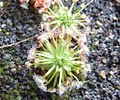 Drosera pygmaea