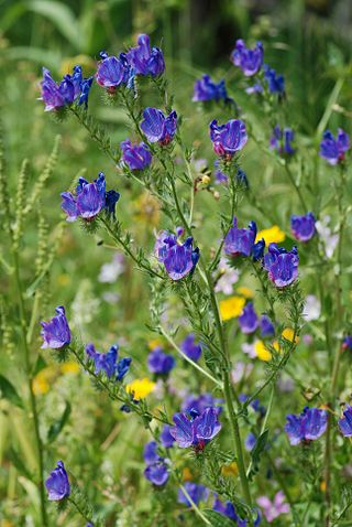 <i>Echium plantagineum</i> Species of plant