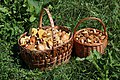 38 Edible mushrooms in baskets 2022 G1 uploaded by George Chernilevsky, nominated by Tomer T,  10,  0,  0