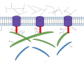 1: Microfilaments 2: Phospholipid Bilayer 3: Integrin 4: Proteoglycan 5: Fibronectin 6: Collagen 7: Elastin